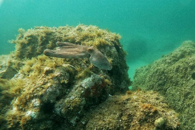 Costa Brava: Scuba Diving Tour, Lunch and a Visit to Tossa de Mar - Two to three hours to explore on your own
