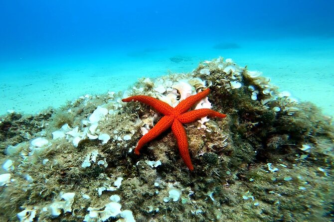 Costa Brava: Scuba Diving Tour, Lunch and a Visit to Tossa de Mar - Price and value at $210.26