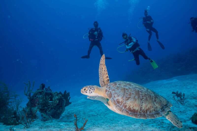 Costa Maya: Discover Scuba Diving Reef Experience - Key points to know before booking