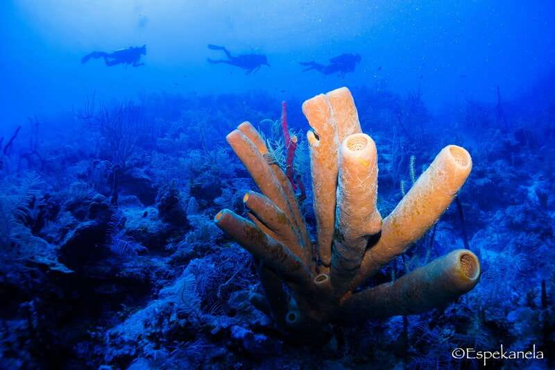 Costa Maya: Discover Scuba Diving Reef Experience - Shallow reef lagoon practice before the boat