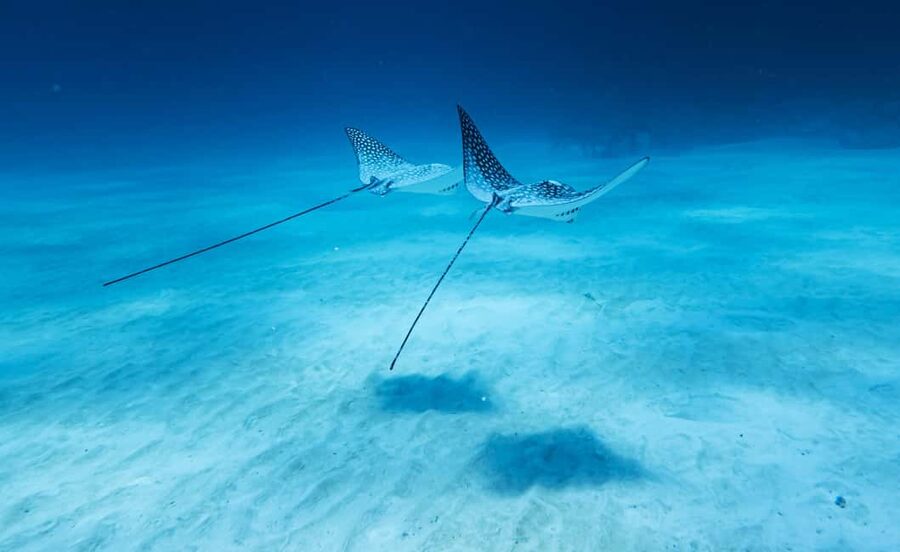 Costa Maya: Discover Scuba Diving Reef Experience - About 45 minutes beneath the surface