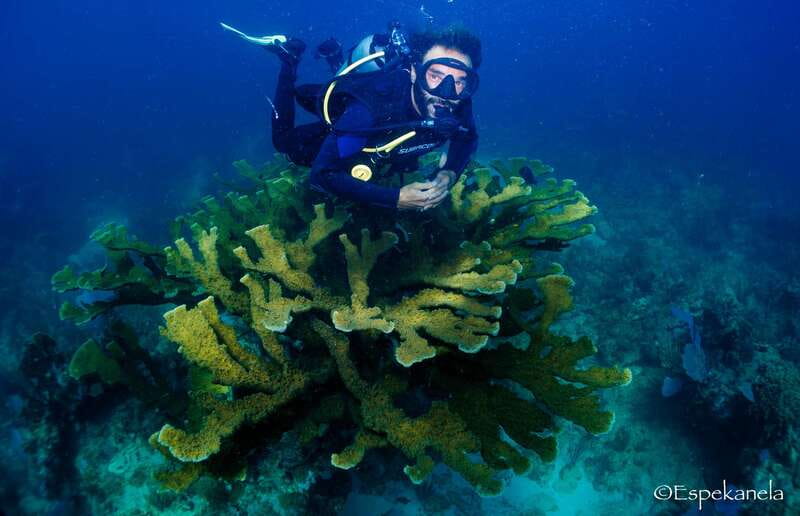 Costa Maya: Discover Scuba Diving Reef Experience - Arriving at Mar Adentro in Mahahual