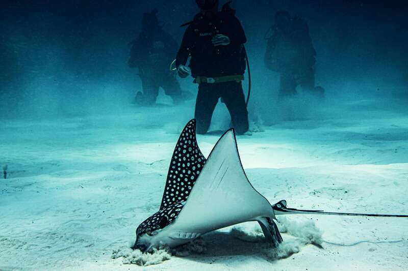 Costa Maya: Two Tank Fun Dive for Certified Divers - Key points to know before you book