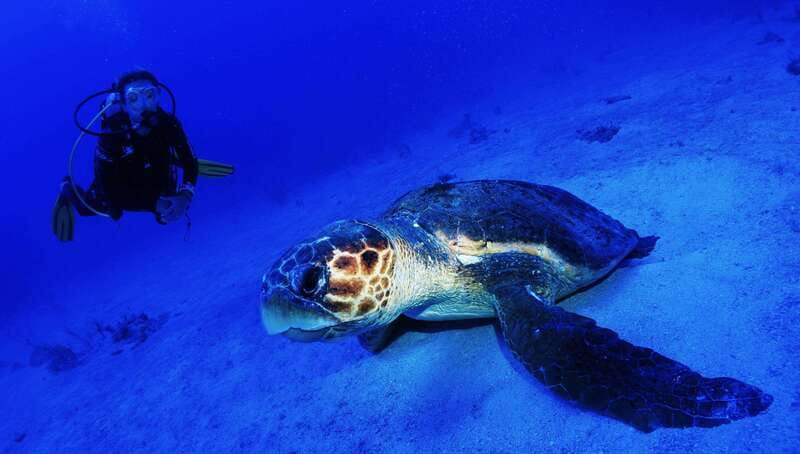 Costa Maya: Two Tank Fun Dive for Certified Divers - Why the Mahahual reef makes this trip worthwhile