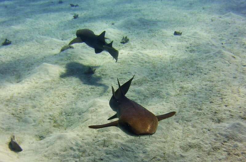 Costa Maya: Two Tank Fun Dive for Certified Divers - Check-in, paperwork, and equipment
