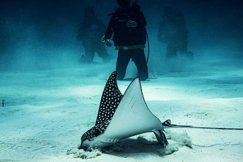 Costa Maya: Two Tank Fun Dive for Certified Divers - The first 50-minute underwater session