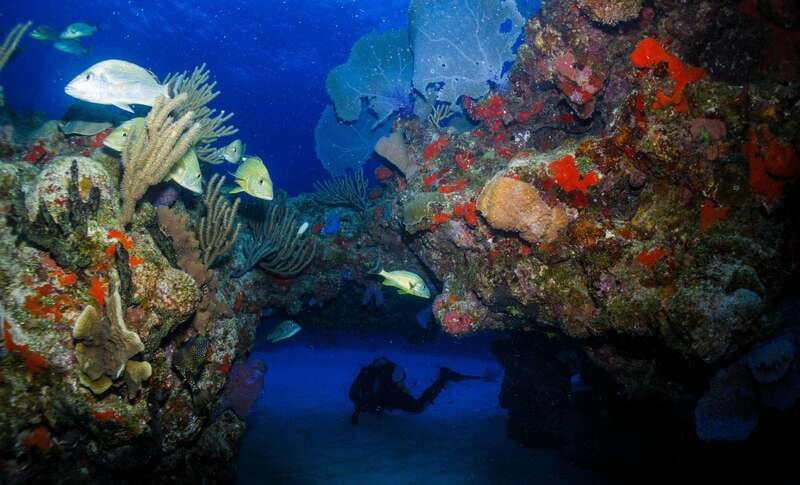 Costa Maya: Two Tank Fun Dive for Certified Divers - Conditions, safety, and useful preparation