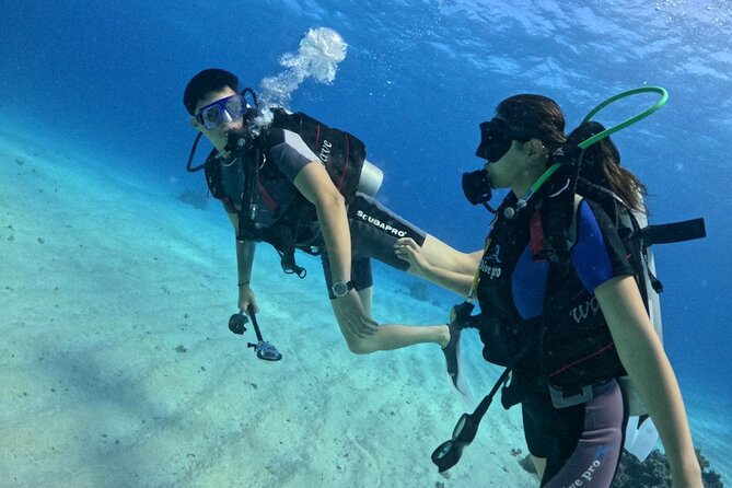 Course for Padi OW in Red Sea and Sinai - Starting at 8:00 am in Hurghada