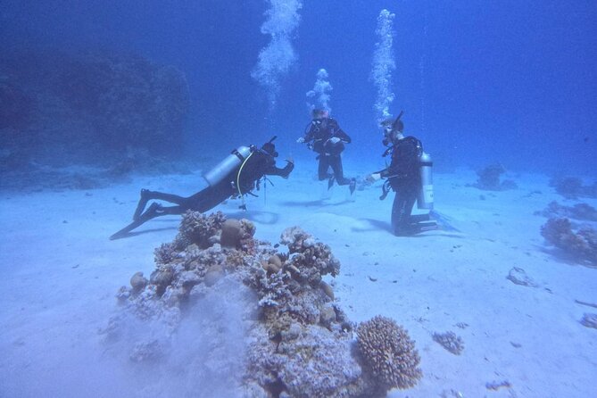 Course for Padi OW in Red Sea and Sinai - Open-water training in the Red Sea