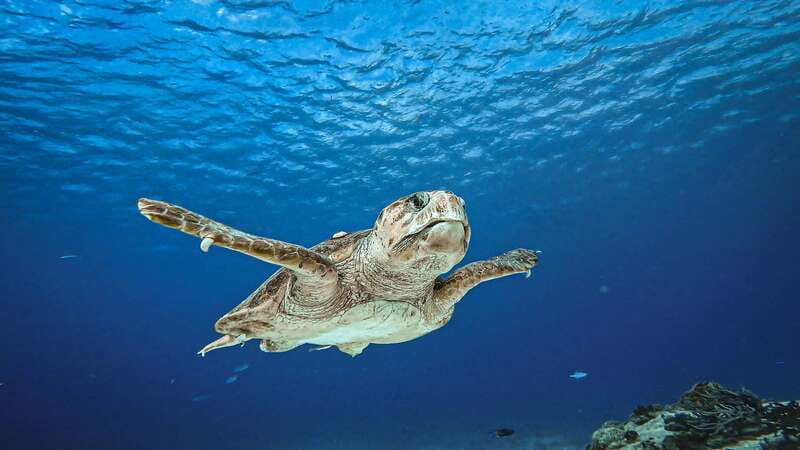 Cozumel: Discover Scuba Diving for Non-Certified Divers - From Cha Cha Cha Dive Shop to your first underwater breaths