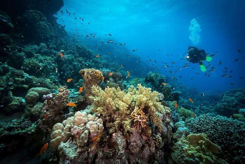 Cozumel: Discover Scuba Diving for Non-Certified Divers - FAQ
