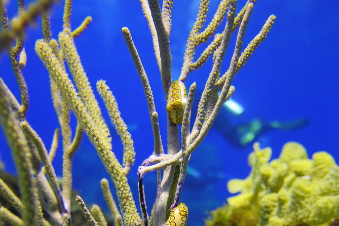 Cozumel Dive Package - Certified Divers from the Riviera Maya (4 dives) - What the small group limit means underwater