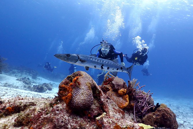 Cozumel Express 2-Tank Dives from Playa del Carmen/ Only for Certified Divers - Why this Playa del Carmen boat trip is worth considering