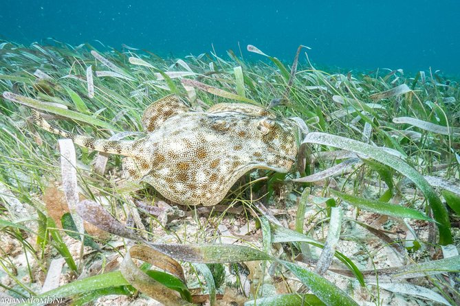 Cozumel Express 2-Tank Dives from Playa del Carmen/ Only for Certified Divers - Columbia Reef: shallow water and Cozumel’s splendid toadfish