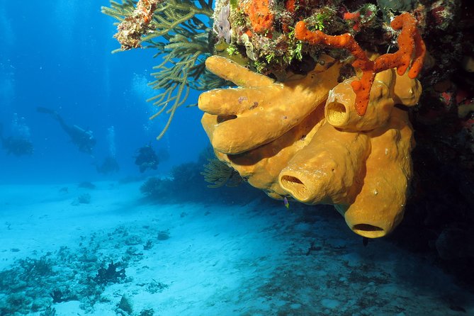 Cozumel Express 2-Tank Dives from Playa del Carmen/ Only for Certified Divers - What the $229 price really covers