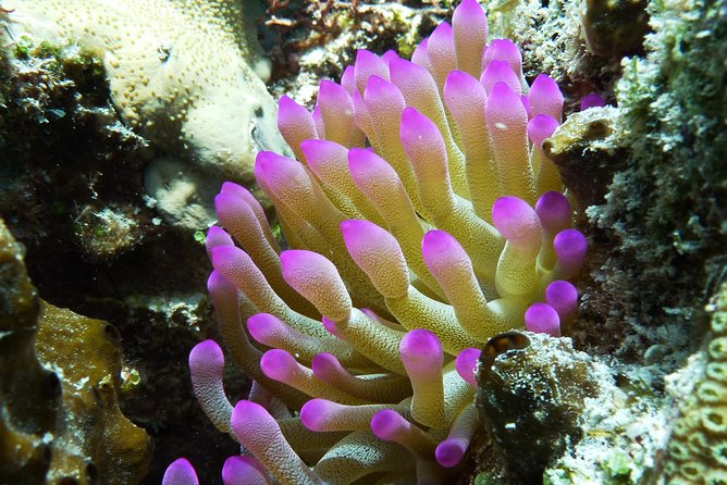 Cozumel Express 2-Tank Dives from Playa del Carmen/ Only for Certified Divers - Who will enjoy this experience most