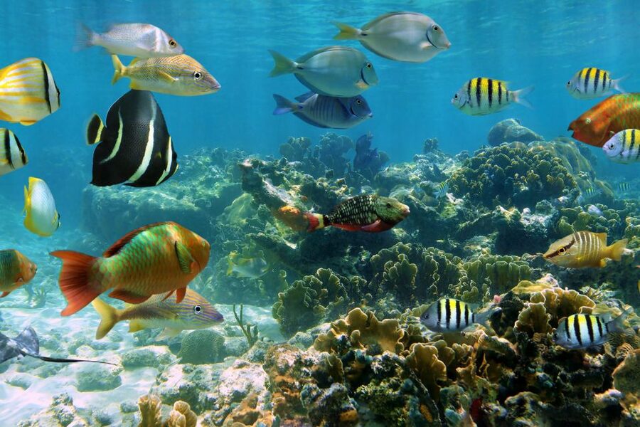 Cozumel: One Tank Scuba Dive and Full Chankanaab Park Access - Practical ways to improve your day