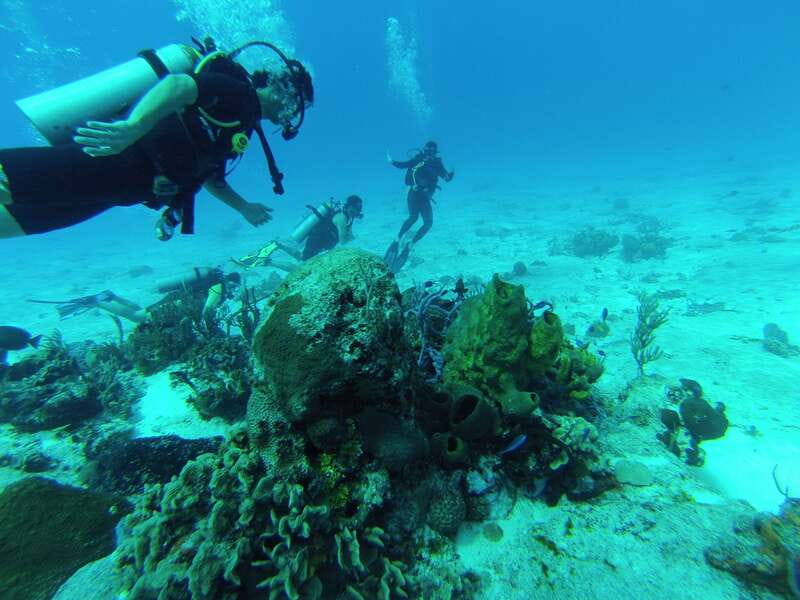 Cozumel: One Tank Scuba Dive and Full Chankanaab Park Access - The underwater route: caves, statues, and reef life
