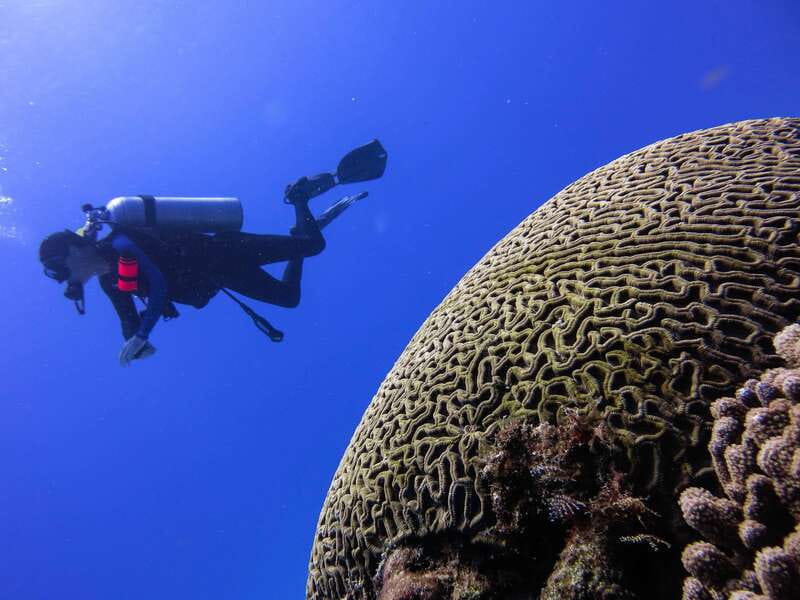 Cozumel: One Tank Scuba Dive and Full Chankanaab Park Access - Is $63 a good value?