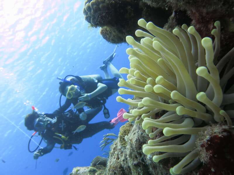 Cozumel: One Tank Scuba Dive and Full Chankanaab Park Access - Who will enjoy this most?