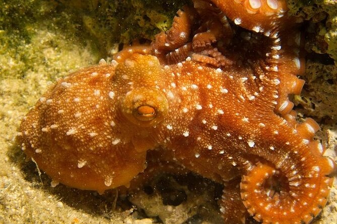 Crete-Chania: Snorkeling & Scuba Dive for Beginners by Boat - The boat ride and coastal views