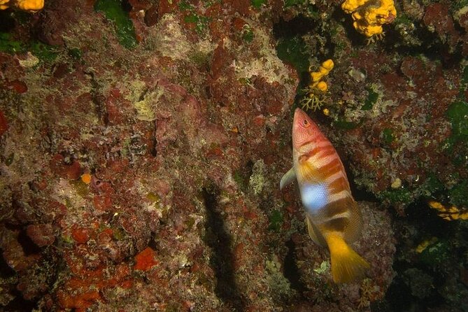 Crete-Chania: Snorkeling & Scuba Dive for Beginners by Boat - Underwater photos are a useful bonus
