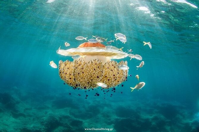 Crete-Chania: Snorkeling & Scuba Dive for Beginners by Boat - How the $181.02 price measures up