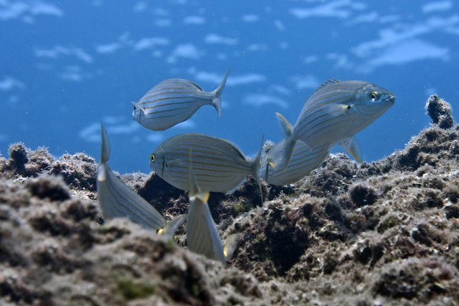 Crete Introductory Scuba Diving Experience - What the Crete course is really designed to do