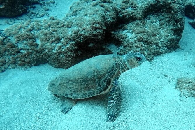 Crete: Scuba Diving for Certified Divers in Chania - Visibility, Marine Life, and the Pace Underwater