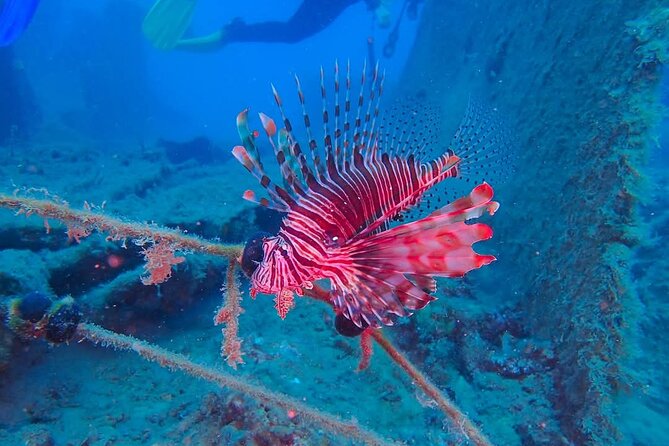 Crete: Scuba Diving for Certified Divers in Chania - Who Will Get the Most From This Outing