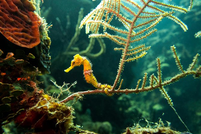 Cruise Excursion – 2 Scuba Dives with transport (for certified divers) - The 8:00 a.m. port meeting and ride to West Bay