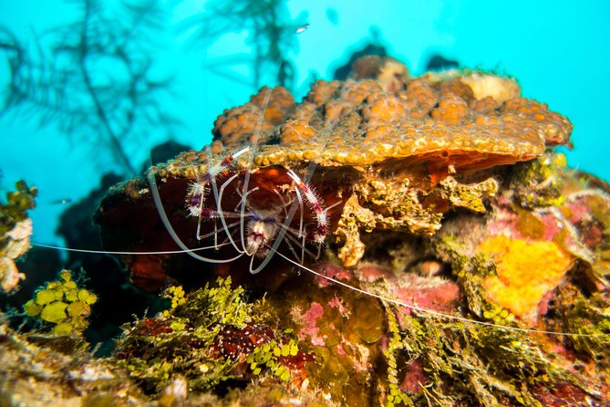 Cruise Excursion – 2 Scuba Dives with transport (for certified divers) - The $185 price: what you are really paying for