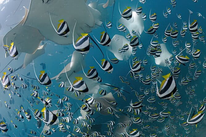 Daily Dive Single Tank Diving - Underwater Wildlife, Including Sharks and Stingrays