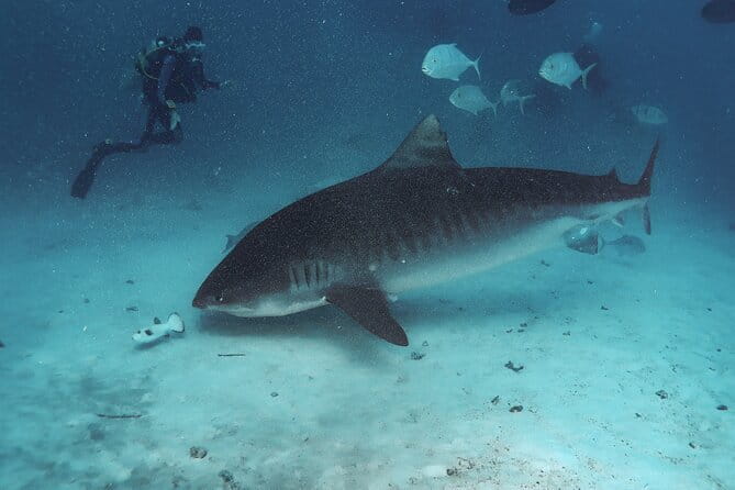 Daily Dive Single Tank Diving - What the Two-Hour Schedule Really Means