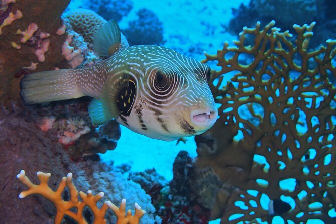 Daily Dive with Dugongs & Turtles at Marsa Mubarak | Marsa Alam - Preparing for the 10 to 15 meter descent
