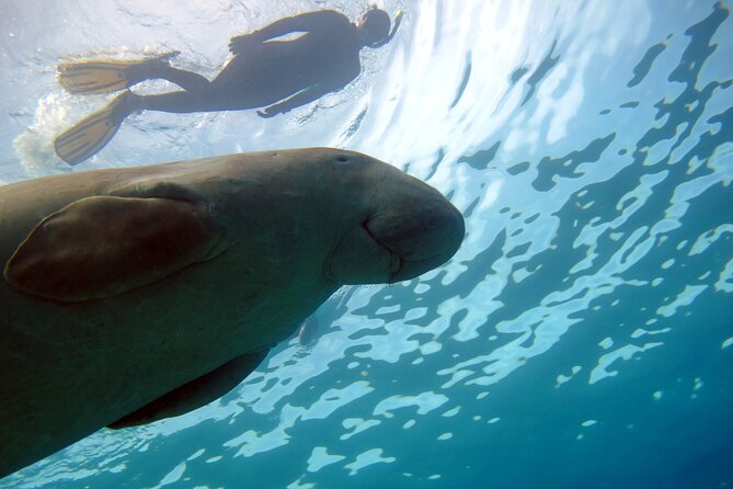 Daily Dive with Dugongs & Turtles at Marsa Mubarak | Marsa Alam - Returning to the jetty for refreshments