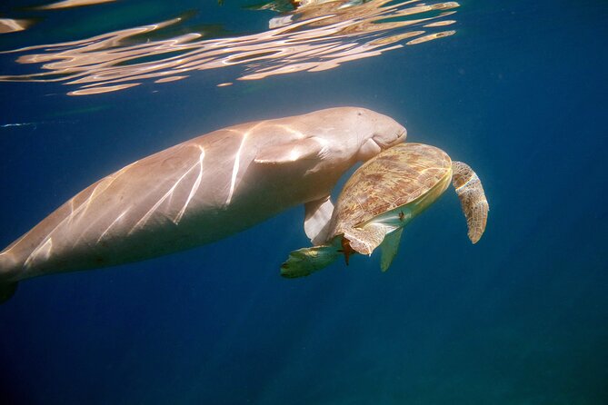 Daily Dive with Dugongs & Turtles at Marsa Mubarak | Marsa Alam - Meeting the Scuba World team at Costa Mares