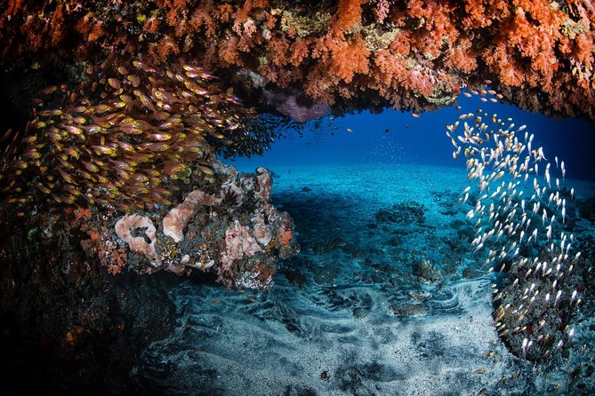 Day Trip certified divers - 3 Dives in Tulamben (pick-up & drop-off included) - Who will enjoy this trip most?