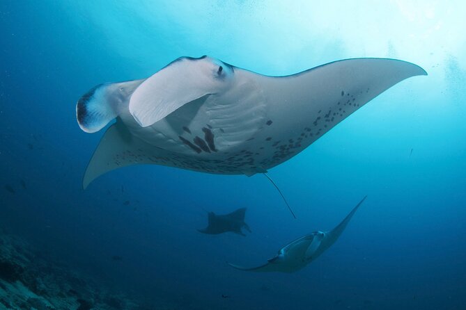 Day Trip Discover Scuba dive in Nusa Penida 2 dives (From Sanur - South Bali) - What this Nusa Penida day is really like