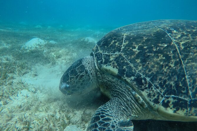 Day trip Snorkel or Dive with Dugong and Turtles - Leaving Port Ghalib at 8:30