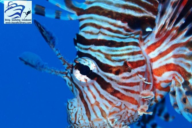 Day trip Snorkel or Dive with Dugong and Turtles - Marsa Mubarak and the search for dugong