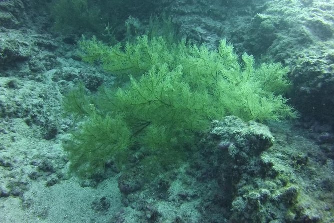 DEEP DIVING SPECIALITY - Discover a new world up to 40m depth ! - Why this Tenerife course is different
