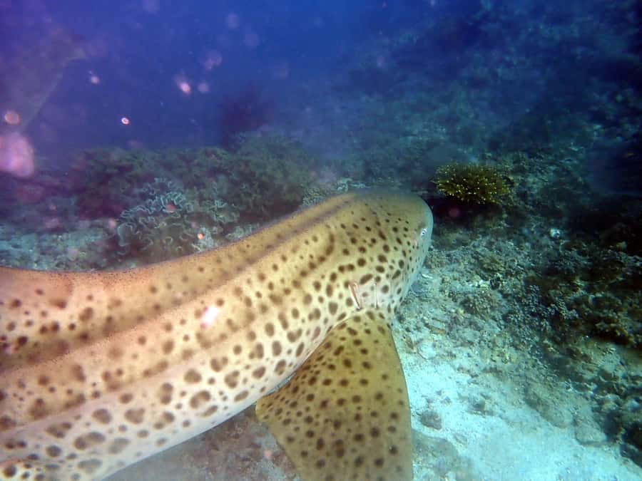 Dimaniyat Islands Scuba Diving Trip - Key points at a glance