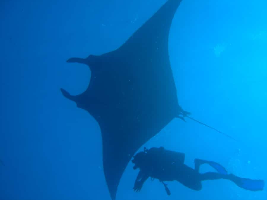 Dimaniyat Islands Scuba Diving Trip - Setting out from Alseeb Marina at 8:00 AM