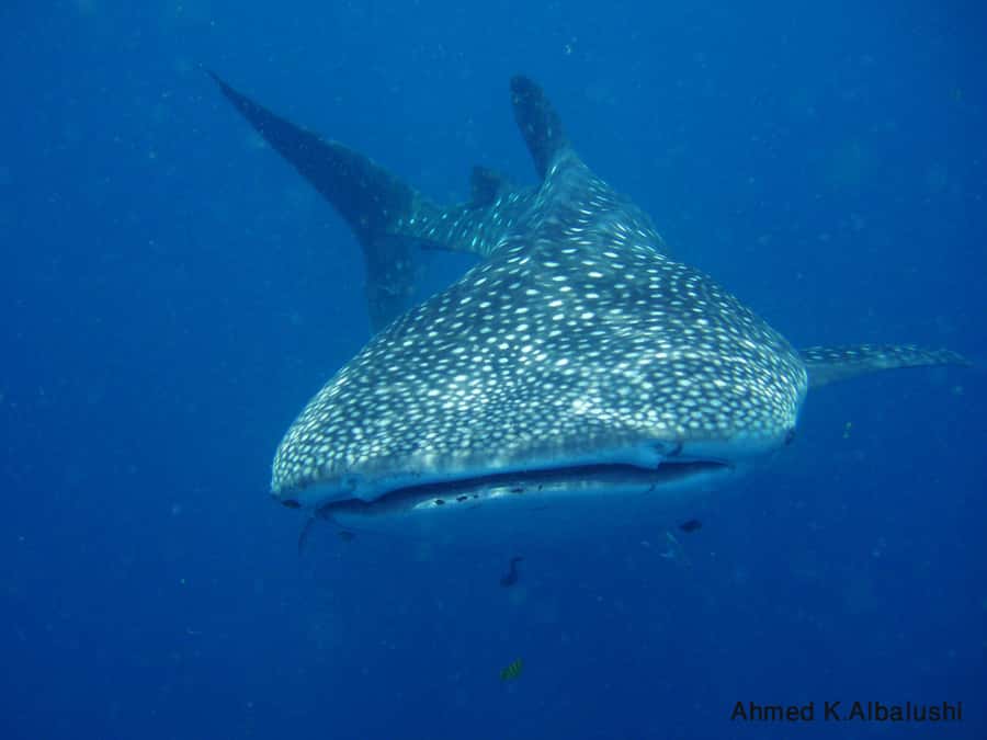 Dimaniyat Islands Scuba Diving Trip - The first one-hour underwater session