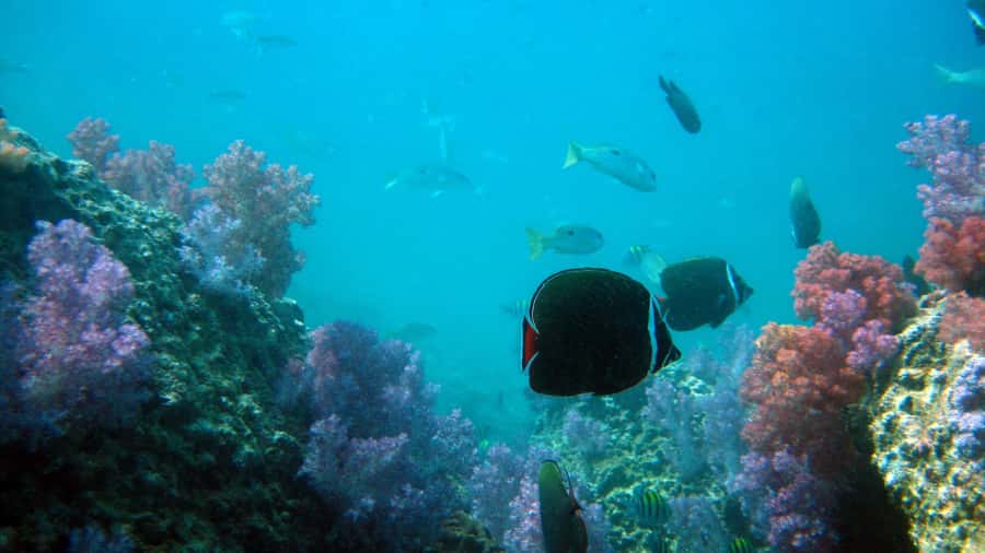 Dimaniyat Islands Scuba Diving Trip - A second site with more reef time