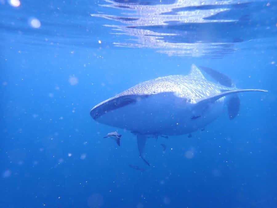 Dimaniyat Islands Scuba Diving Trip - Returning to Muscat around 1:30 PM