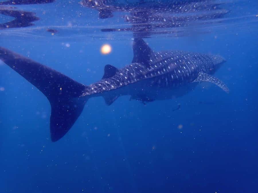 Dimaniyat Islands Scuba Diving Trip - Safety, certification, and physical demands