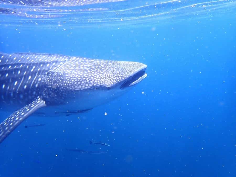 Dimaniyat Islands Scuba Diving Trip - What to bring and what costs extra