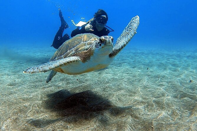 Discover beginner diving in Tenerife - Key points at a glance